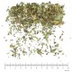 Hamamélis feuille en vrac - sachet de 100g pour tisane