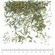 Hysope feuille en vrac - sachet de 200gr pour tisane