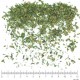 Livêche feuille en vrac - sachet de 100gr pour tisane