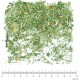 Lotier Corniculé partie aérienne en vrac - sachet de 200gr pour tisane