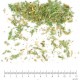 Lycopode partie aérienne en vrac - sachet de 100gr pour tisane