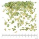 Oranger Bigaradier feuille coupée menu en vrac - sachet de 100gr pour tisane