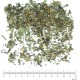 Orthosiphon feuille en vrac - sachet de 100g pour tisane