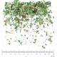 Pissenlit BIO feuille en vrac - sachet de 100gr pour tisane