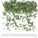 Plantain Lancéolé feuille en vrac - sachet de 200g pour tisane