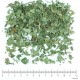 Ronce feuille en vrac - sachet de 100gr pour tisane