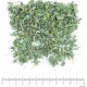 Sauge Officinale France BIO feuille coupée menue en vrac - sachet de 100gr pour tisane