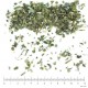 Scrofulaire partie aérienne en vrac - sachet de 100 g pour tisane