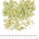 Tilleul Officinal BIO super bractée coupée menu en vrac - sachet de 50gr pour tisane