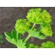 Alchemille Vulgaire partie aérienne en vrac - sachet de 100gr pour tisane
