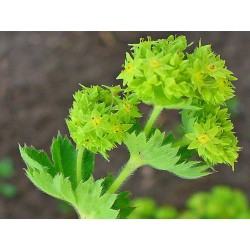 Alchemille Vulgaire partie aérienne en vrac - sachet de 100gr pour tisane