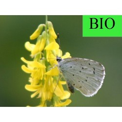 Mélilot BIO partie aérienne en vrac - sachet de 100gr pour tisane