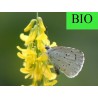 Mélilot BIO - Partie aérienne en vrac - Sachet de 100g pour tisane