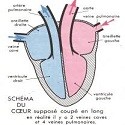 CARDIOVASCULAIRE